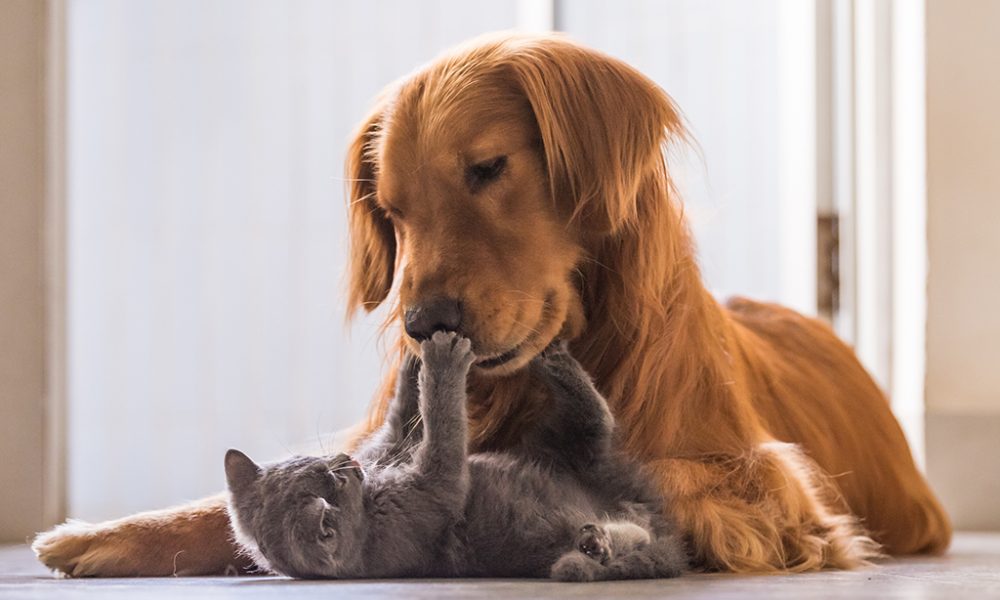 Dogs-Truly-are-Smarter-than-Cats